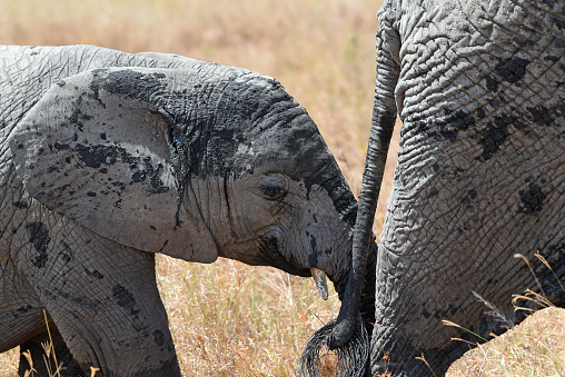 Baby elephant following in its mother's footsteps