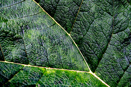 Close-up of a Gunnera leaf for use as a textured background.