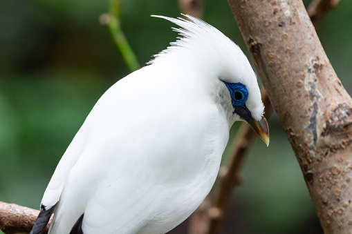 The white Bali myna (Leucopsar rothschildi) , also known as Rothschild's mynah, Bali starling, or Bali mynah, locally known as jalak Bali, is a medium-sized, stocky myna standing on a log.