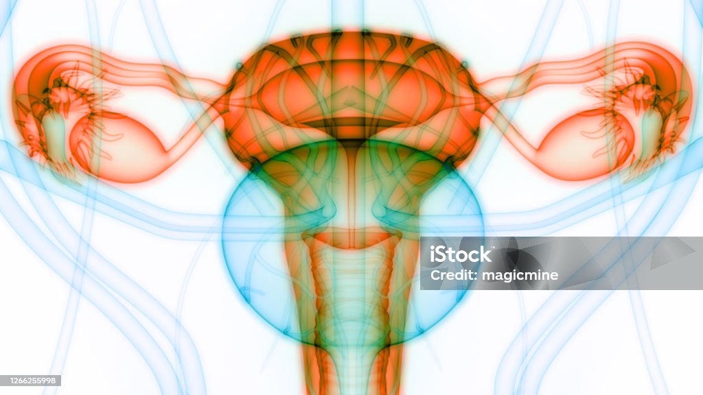Weibliches Fortpflanzungssystem mit Nervensystem und Harnblase Anatomie - Lizenzfrei Abstrakt Stock-Foto