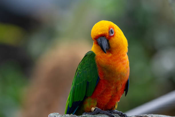 un jenday conure (aratinga jandaya) perché dans un arbre, également connu sous le nom de perruche jandaya est un petit oiseau néotropical trouvé dans le nord-est du brésil. - psittacoidea photos et images de collection