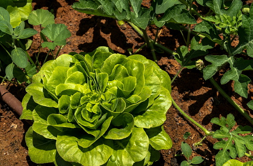 lettuce green fresh plant salad on the bed or field