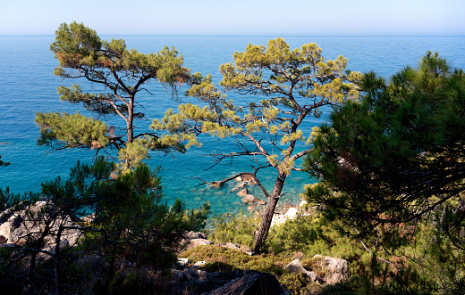 Beautiful landscape. Pine forest in the hills on the shore of the blue sea. Mediterranean Sea, travel to Turkey. Faralya Village