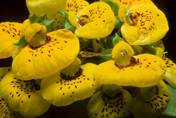 Calceolaria Yellow flowers of calceolaria calceolaria stock pictures, royalty-free photos & images