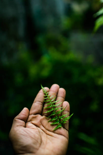 istock a green tree branch in human hand with nice blurry background 1266256513