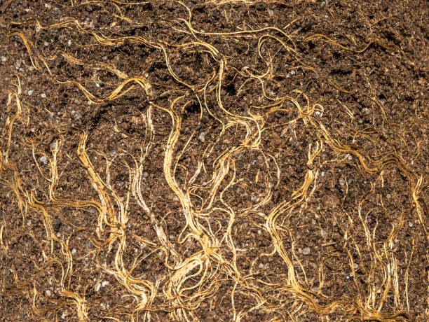 istock Earth from pots with the bare dried roots of seedlings texture background 1266256514