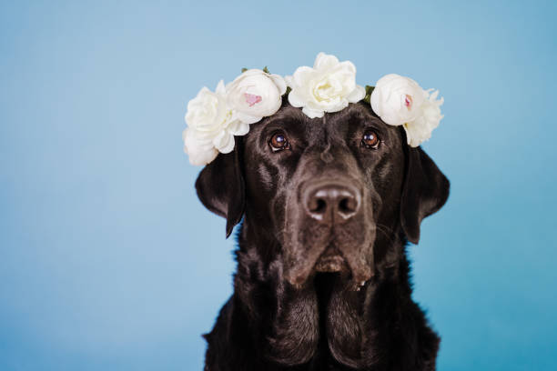 portrait of beautiful black labrador dog wearing a crown of flowers over blue background. spring or summer concept - coroa de flores imagens e fotografias de stock