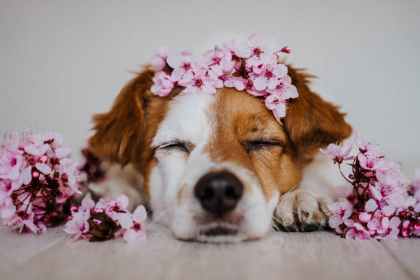 portrait of cute jack russell dog relaxing at home wearing a beautiful wreath of almond tree flowers. springtime concept portrait of cute jack russell dog relaxing at home wearing a beautiful wreath of almond tree flowers. springtime concept tree crown stock pictures, royalty-free photos & images