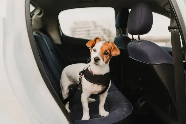 Photo of cute small jack russell dog in a car wearing a safe harness and seat belt. Ready to travel. Traveling with pets concept