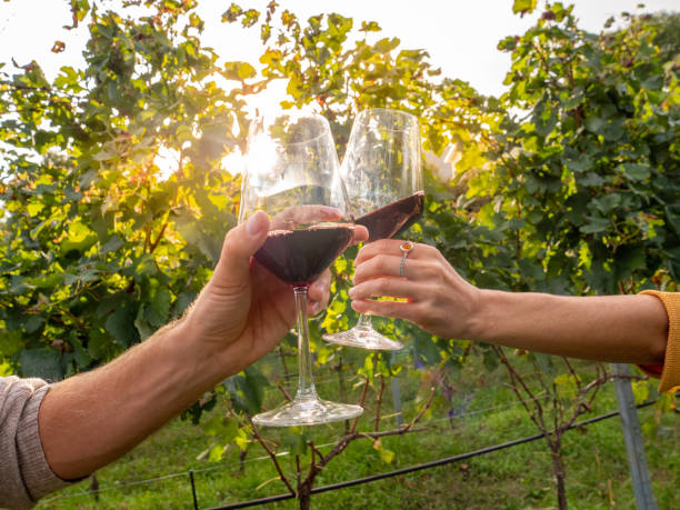 coppia degustazione vino in vigna in autunno - adult autumn couple face to face foto e immagini stock