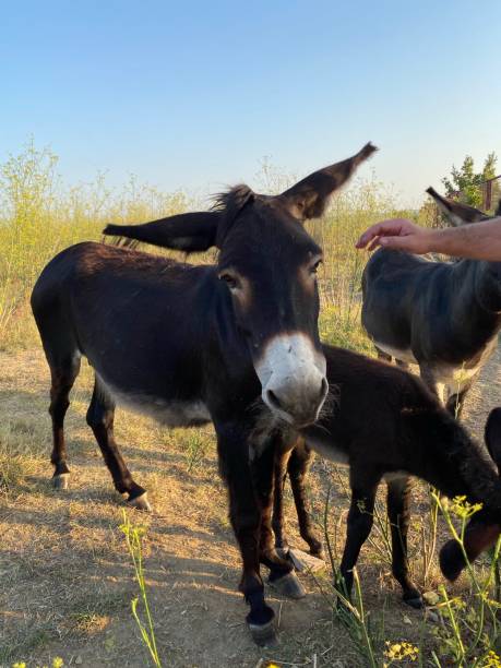 istock Mother donkey in natural enviroment. Adorable and protective 1266258124