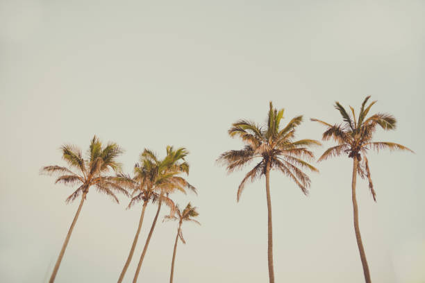 retro style palm trees image vintage old fashioned colour tropical ocean beach side stock photo