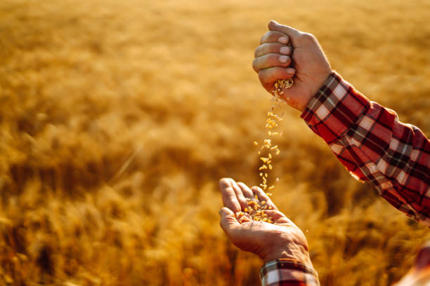 istock Wheat grains in hands of farmer. 1266259519