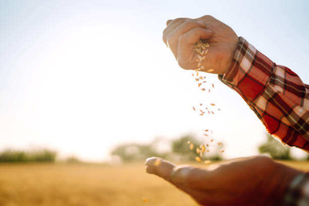 istock Wheat grains in hands of farmer. 1266259520