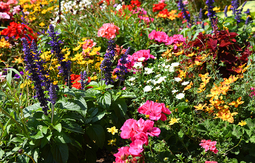 Flower bed with very different types of flowers