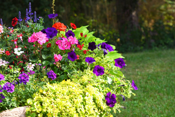 istock colorful flower bed 1266259695