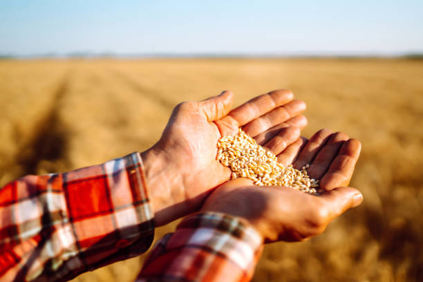 istock Wheat grains in hands of farmer. 1266260173