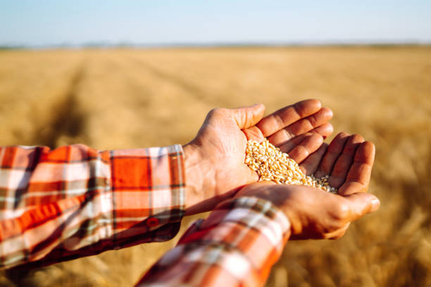 istock Wheat grains in hands of farmer. 1266260175