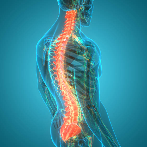 kręgosłup rdzenia kręgowego kręgosłupa ludzkiego szkieletu anatomii - paralysis human spine x ray image human bone zdjęcia i obrazy z banku zdjęć