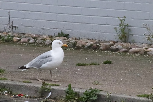 Seagull walking on pavement