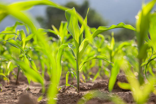 istock Young corn seedlings growing in a field backlit by a late afternoon sun. 1266261213