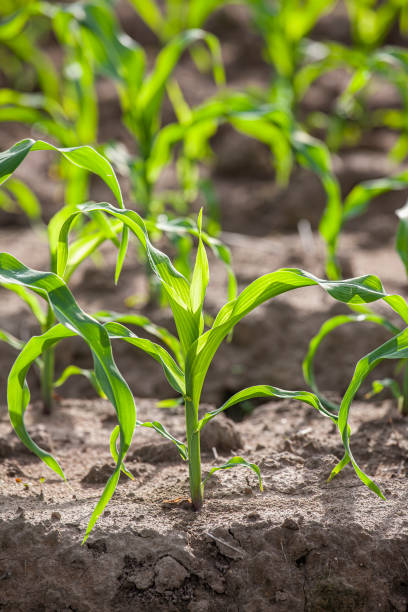 istock Young corn seedlings growing in a field backlit by a late afternoon sun. 1266261214