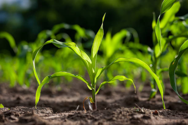 istock Young corn seedlings growing in a field backlit by a late afternoon sun. 1266261215