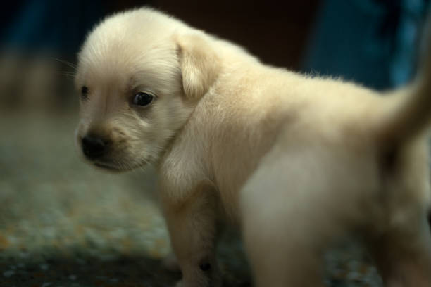 istock Labrador puppy looking towards the camera 1266261260