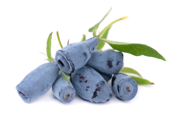 Fresh honeysuckle blue berry fruits with leaf, isolated on white background