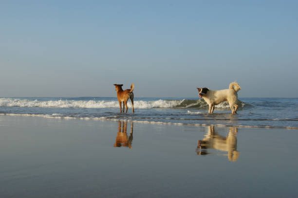 istock dogs on the beach. mongrel dogs walk on the sandy shore 1266262181