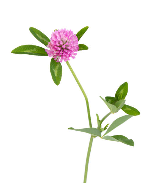 istock Clover flower on a stem with green leaves, isolated on white background. 1266262197