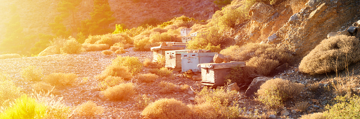 bee, hive, hives, beehive, mountain, aged, apiary, apiculture, area, beekeeping, box, color, colorful, concept, countryside, day, dusk, environment, evening, farm, field, golden hour, group, hill, honey, honeybee, honeycomb, landscape, meadow, mediterranean, mountainous, natural, nature, no people, nobody, old, outdoors, plant, production, propolis, row, rural, rustic, season, several, summer, sunset, thyme, time, vibrant