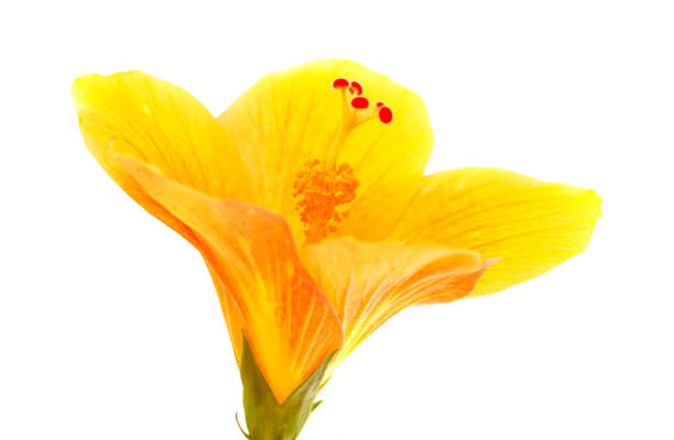 istock yellow hibiscus flower isolated 1266265909