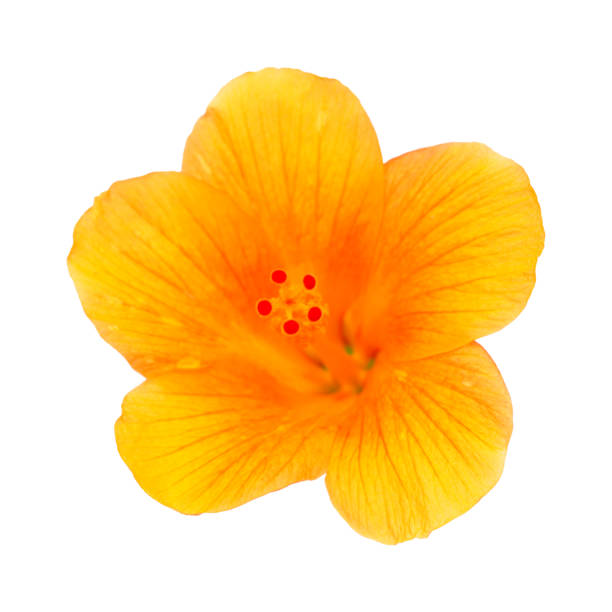 istock yellow hibiscus flower isolated 1266265920