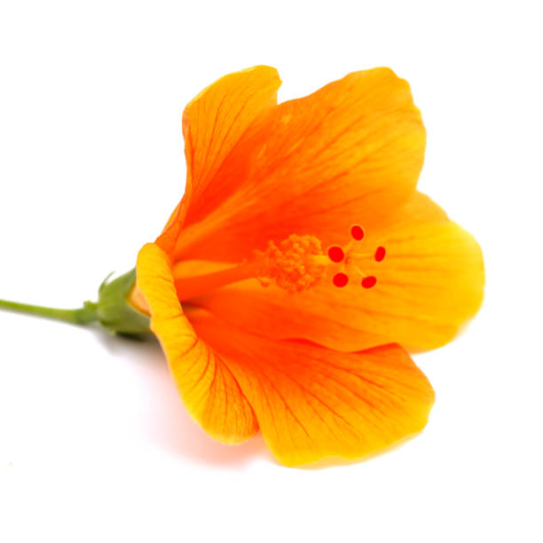 istock yellow hibiscus flower isolated 1266265935