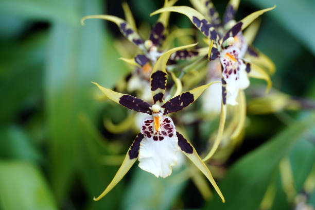Blooming flower of Brasia orchid beautiful close-up colourful image.