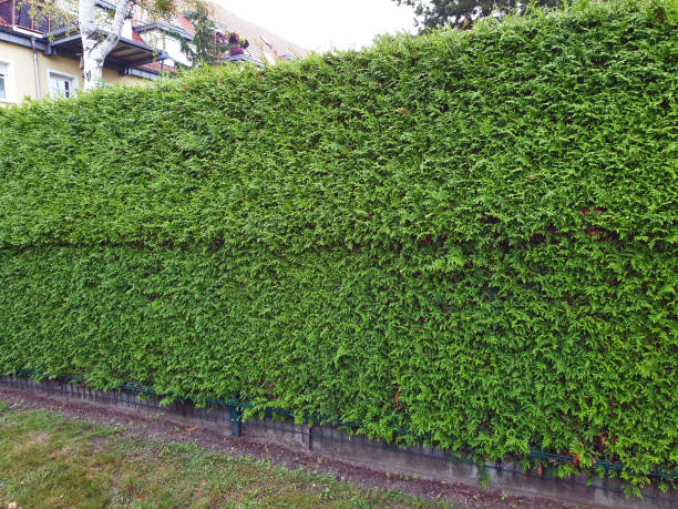 istock Green hedge of Thuja life trees as visual protection 1266266164