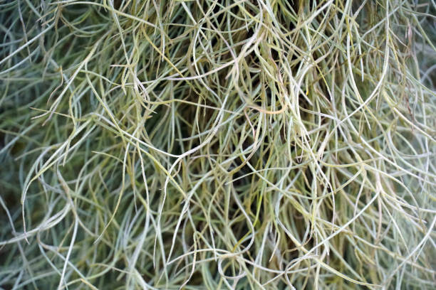 istock Bulbophyllum Grandiflorum plant close up. 1266266233
