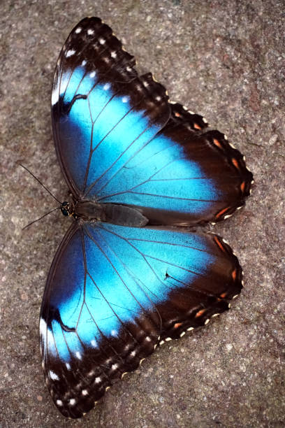istock Morpho Peleides butterfly sitting on the floor. 1266266653