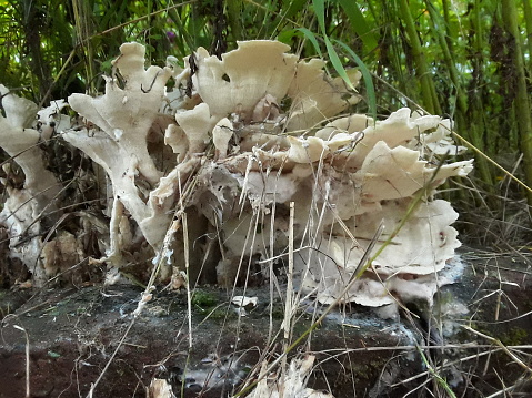 Mushrooms are very tasty to eat as well as very beneficial for health.  Although everyone likes to eat mushroom vegetable but hardly anyone knows its benefits.  Mushrooms rich in anti-oxidants, protein, vitamin D, selenium and zinc are used to make many medicines.\n Benefits of eating mushrooms: The nutritious elements present in it protect your body from many dangerous diseases.  Apart from this, its intake also strengthens the immune system.  Let us know what diseases you can avoid by consuming mushrooms full of many qualities.