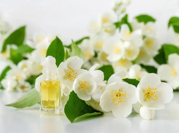 Small roll-on bottle with essential jasmine oil (tincture, infusion, perfume) on the white background. Jasmine flowers close up. Aromatherapy, spa and herbal medicine ingredients. Copy space.