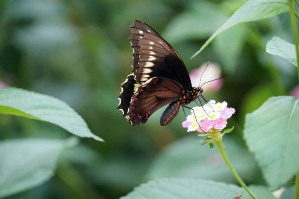 istock Papilio Cresphontes butterfly pollinating blooming flower. 1266267929