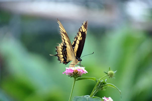 istock Papilio Cresphontes butterfly pollinating blooming flower. 1266267957