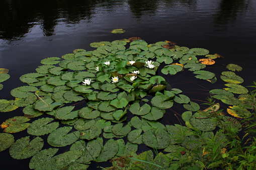 white water lilies in the pond