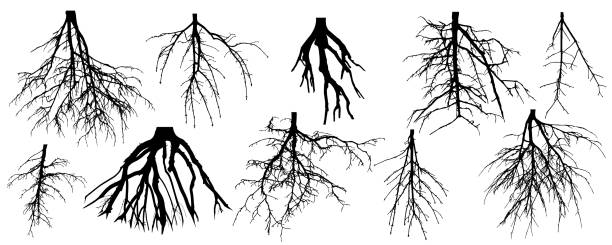 ilustrações de stock, clip art, desenhos animados e ícones de roots of different trees, set. rootage. vector illustration. - dried apple