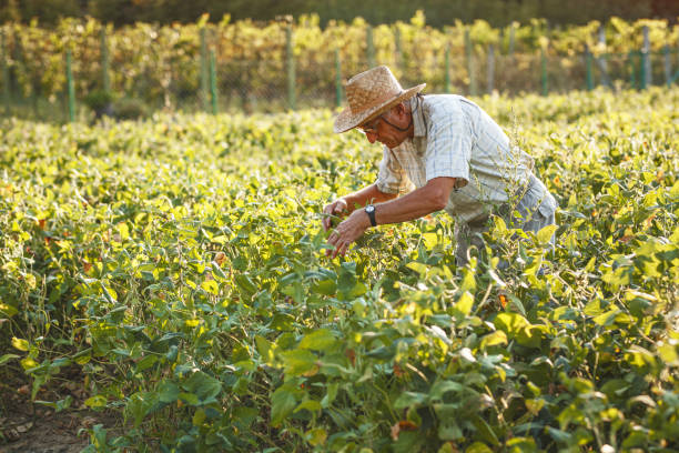 istock Senior farmer works on his farmland. 1266274303