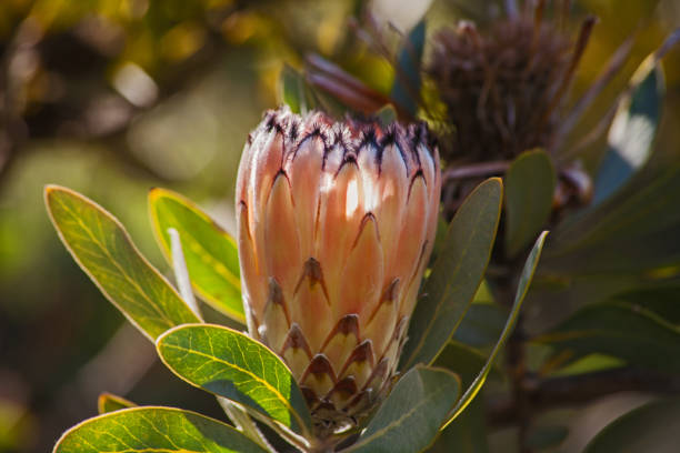 bearded protea protea laurifolia 12724 - sugarbush imagens e fotografias de stock