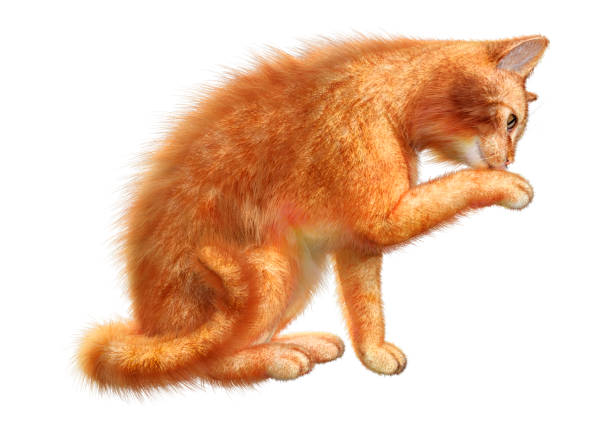3D rendering of a red domestic cat isolated on white background