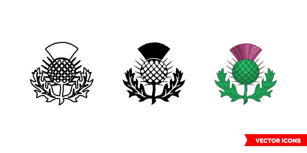 distel symbol der schottland-symbol von 3 arten farbe, schwarz und weiß, umriss. isoliertes vektorzeichensymbol - purple thistle stock-grafiken, -clipart, -cartoons und -symbole