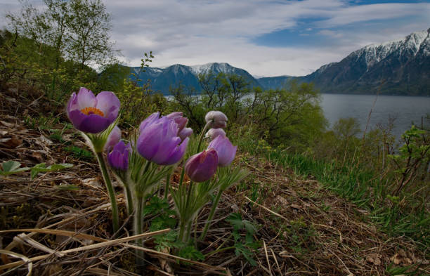 istock Decoration of mountain steppes 1266278288